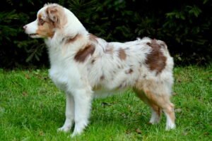 BELIEVE IN YOU-Jack Pearl of the Moon